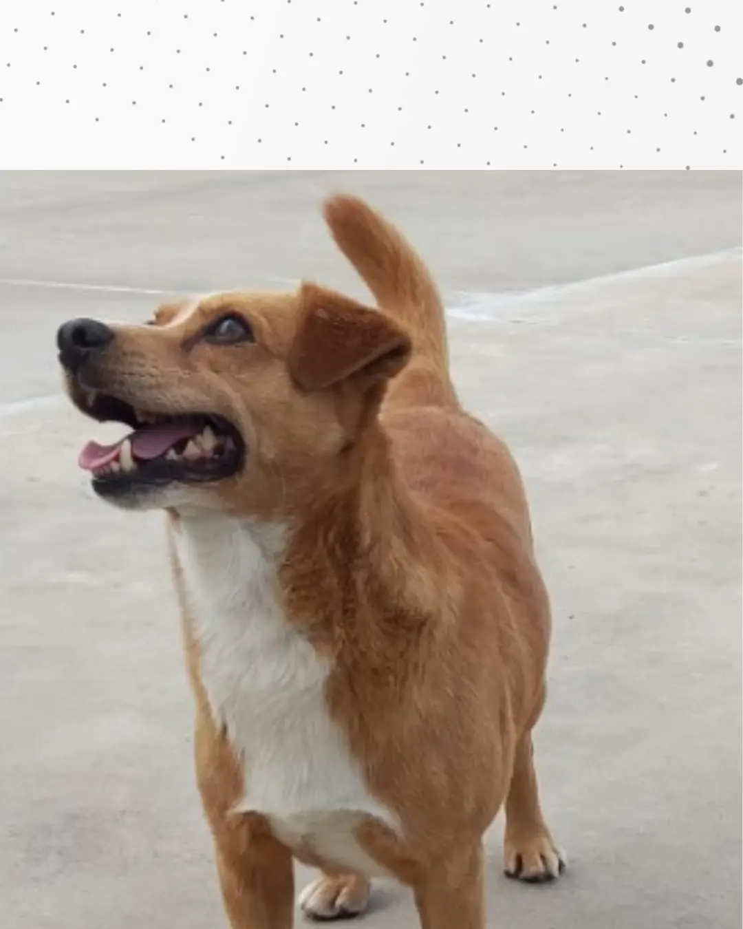 Tutor pede ajuda para encontrar doguinho perdido