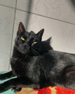 Tutora pede ajuda da população para encontrar a gatinha Meg que desapareceu no Costeira