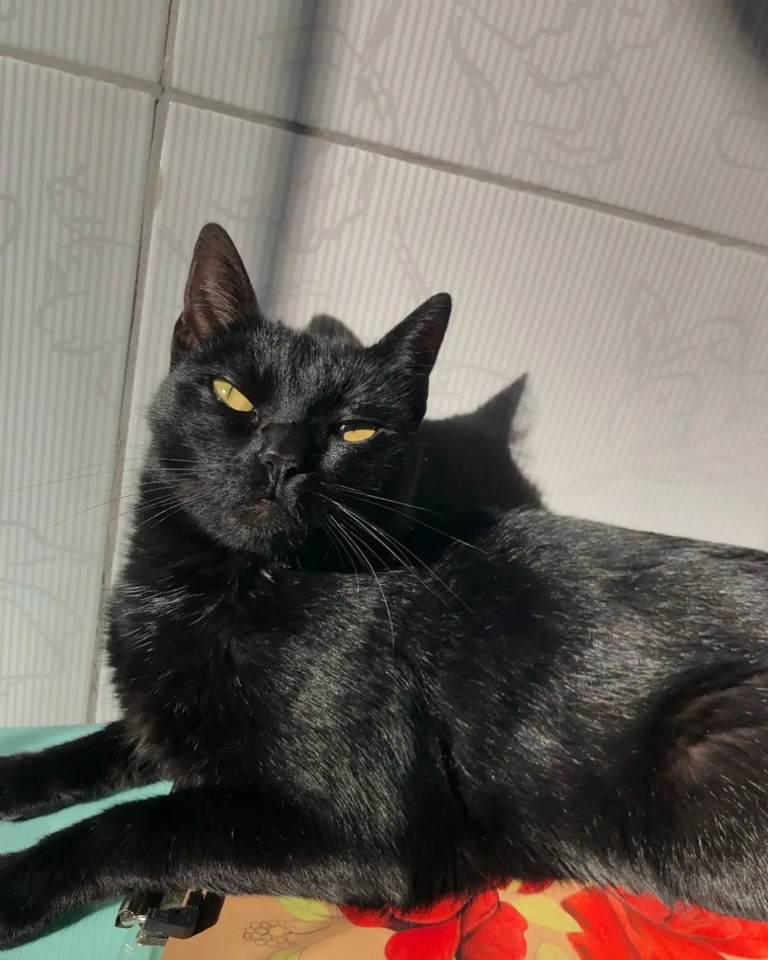 Tutora pede ajuda da população para encontrar a gatinha Meg que desapareceu no Costeira