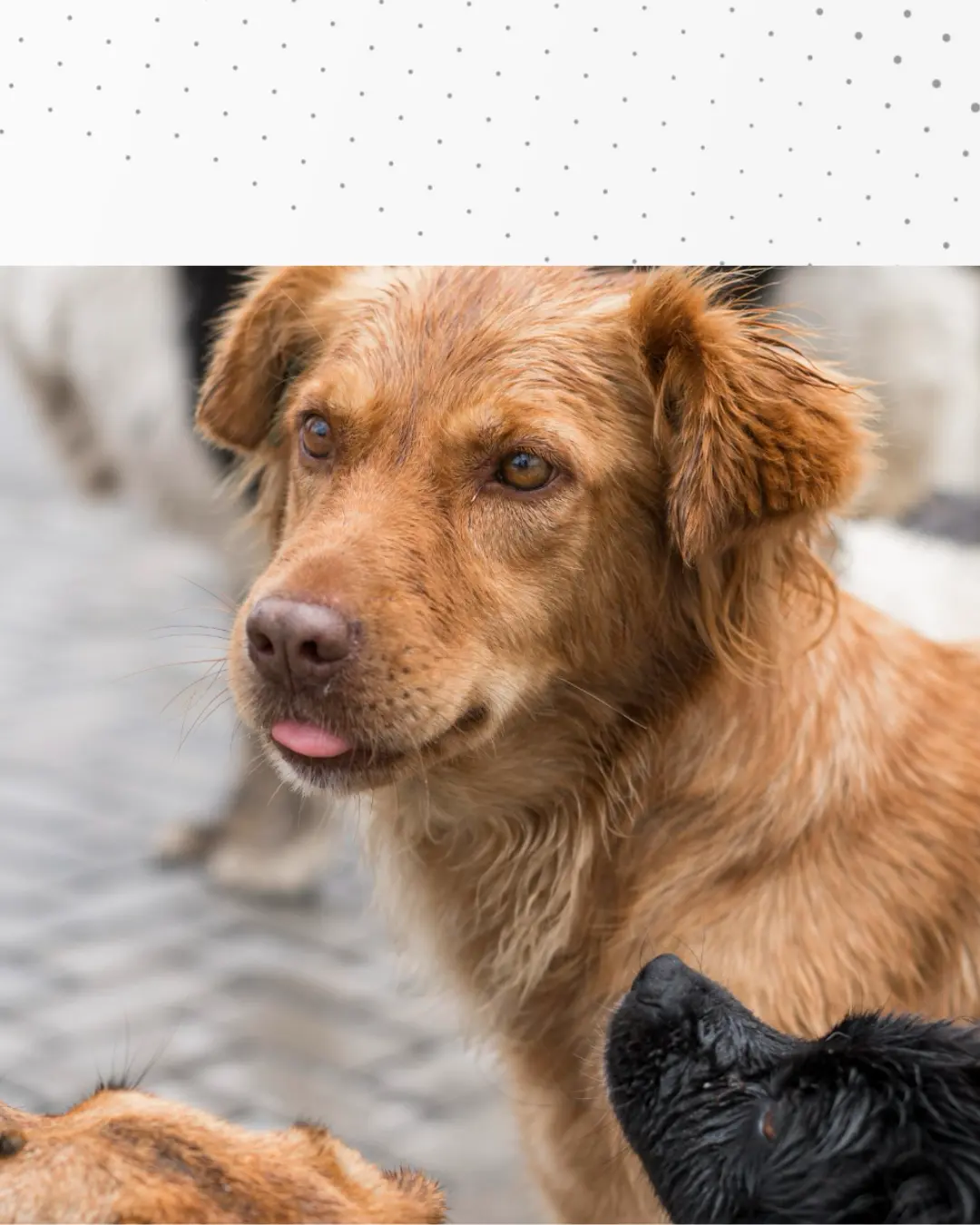 Adote um patudinho! Final de semana tem feira de adoção no Parque Cachoeira