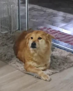 Ajude a encontrar a cachorrinha Maré