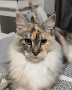 Ajude a encontrar a gatinha Safira que desapareceu no Costeira