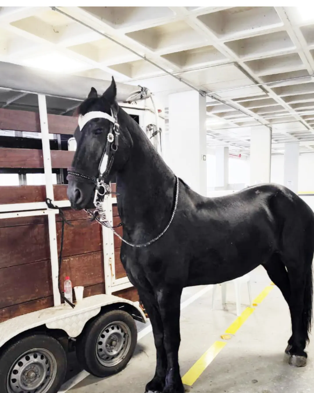 Cavalos Ramisses e Queman do Centro Hípico Lusitano são estrelas de cinema