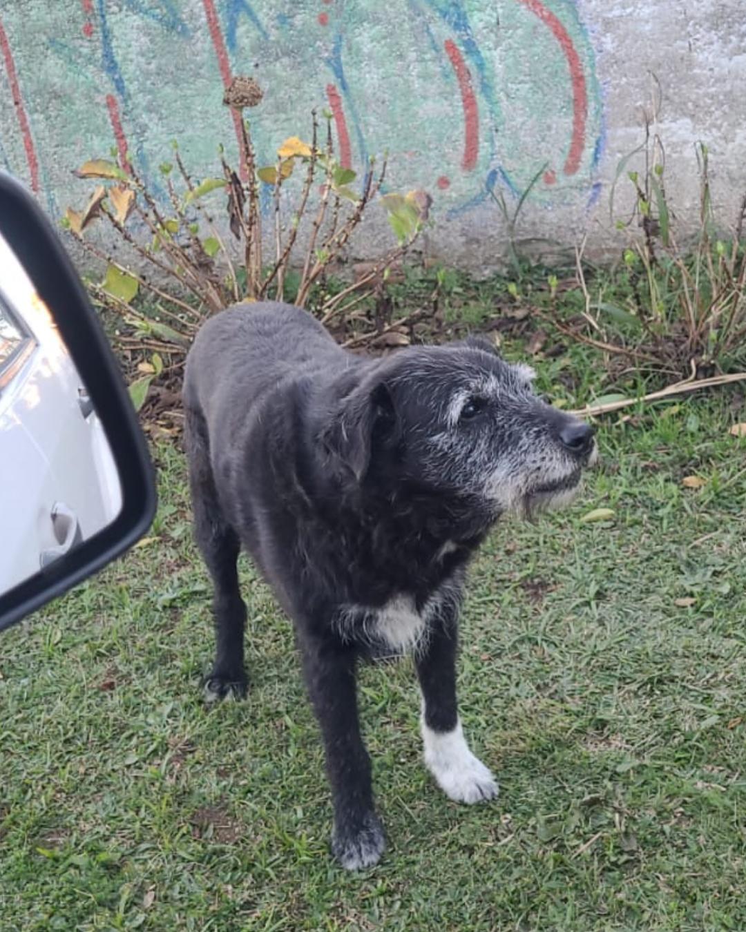 Comunidade pede ajuda para encontrar cão comunitário desaparecido