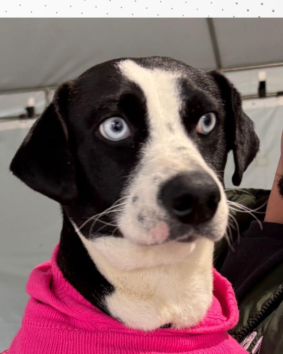 Família está a procura de cachorrinha que desapareceu no bairro Iguaçu