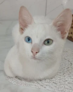 Familia pede ajuda para encontrar gatinho desaparecido