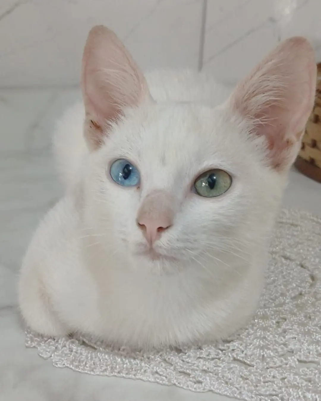 Familia pede ajuda para encontrar gatinho desaparecido