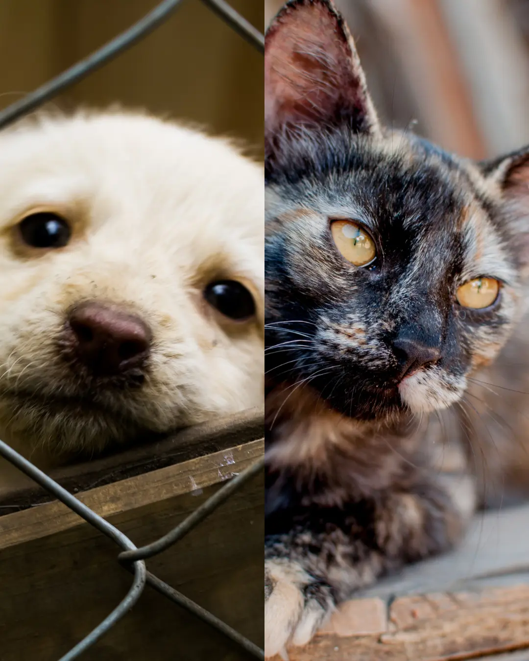 Supermercado Roça Grande sediará uma feira de adoção de cães e gatos na próxima semana