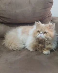 Tutora pede ajuda para encontrar gatinho Theo