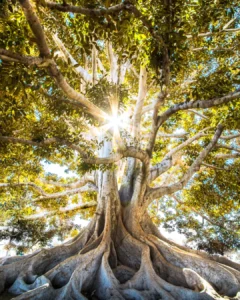 Vando Fortuna: Honrar a Ancestralidade — Amor cego ou libertação consciente?