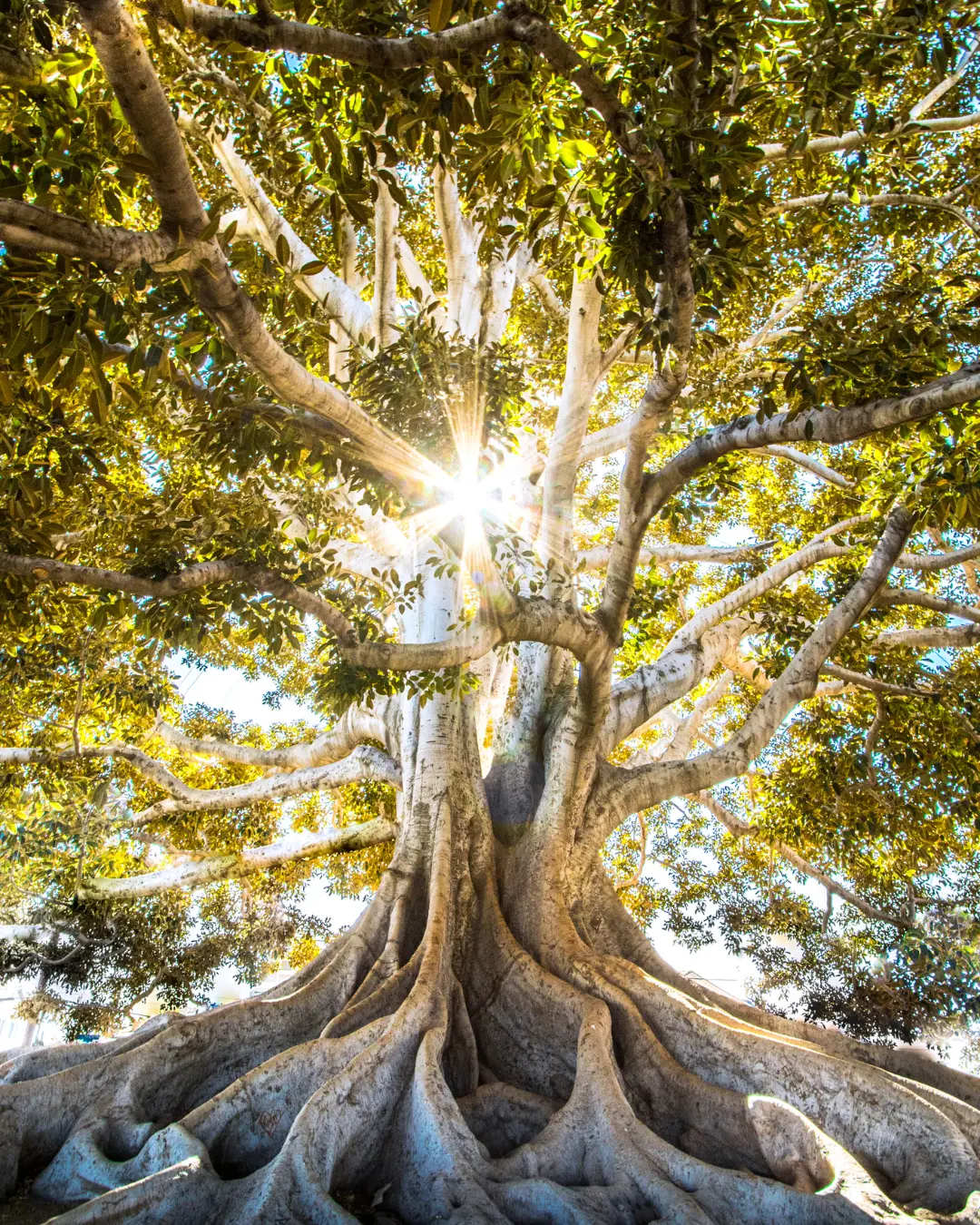 Vando Fortuna: Honrar a Ancestralidade — Amor cego ou libertação consciente?