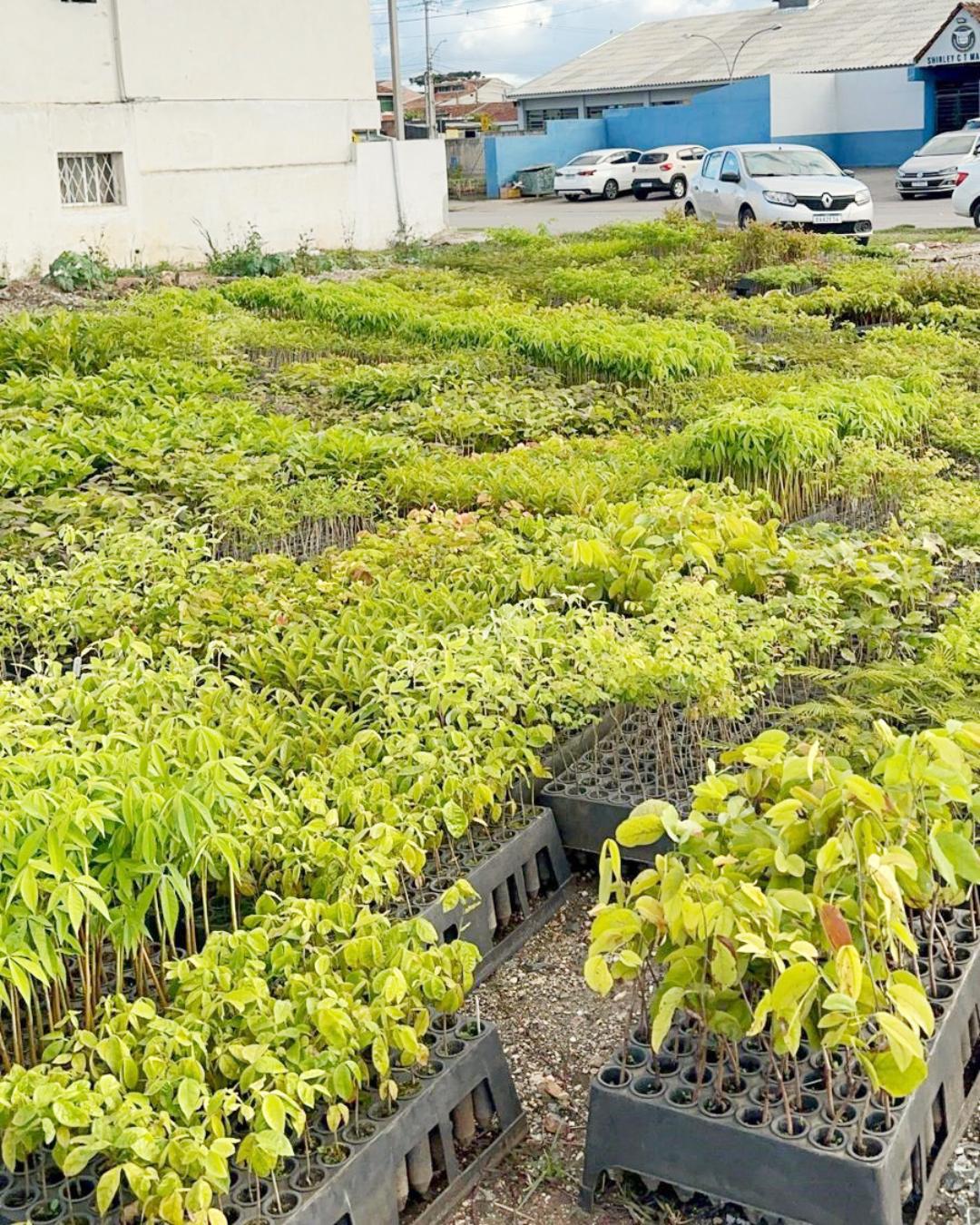 Araucária recebe movimento ambiental Paraná Pelo Clima que visa plantar 30 mil árvores no estado