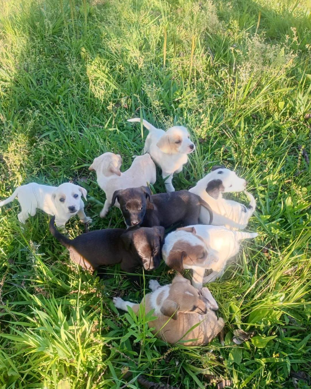Bairro Iguaçu recebe Feira de Adoção de animais neste sábado (18)