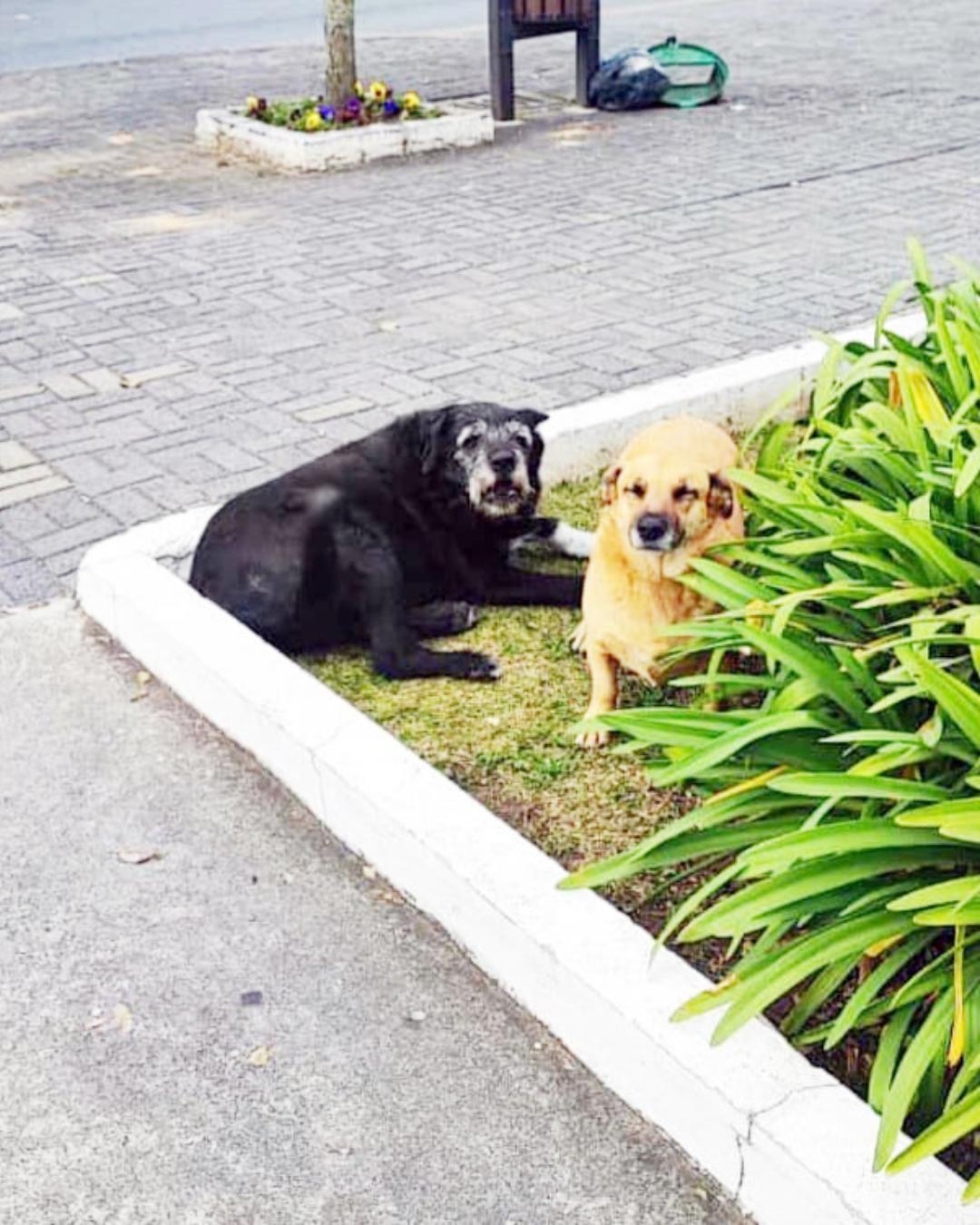 Cão comunitário que vive no Centro continua desaparecido