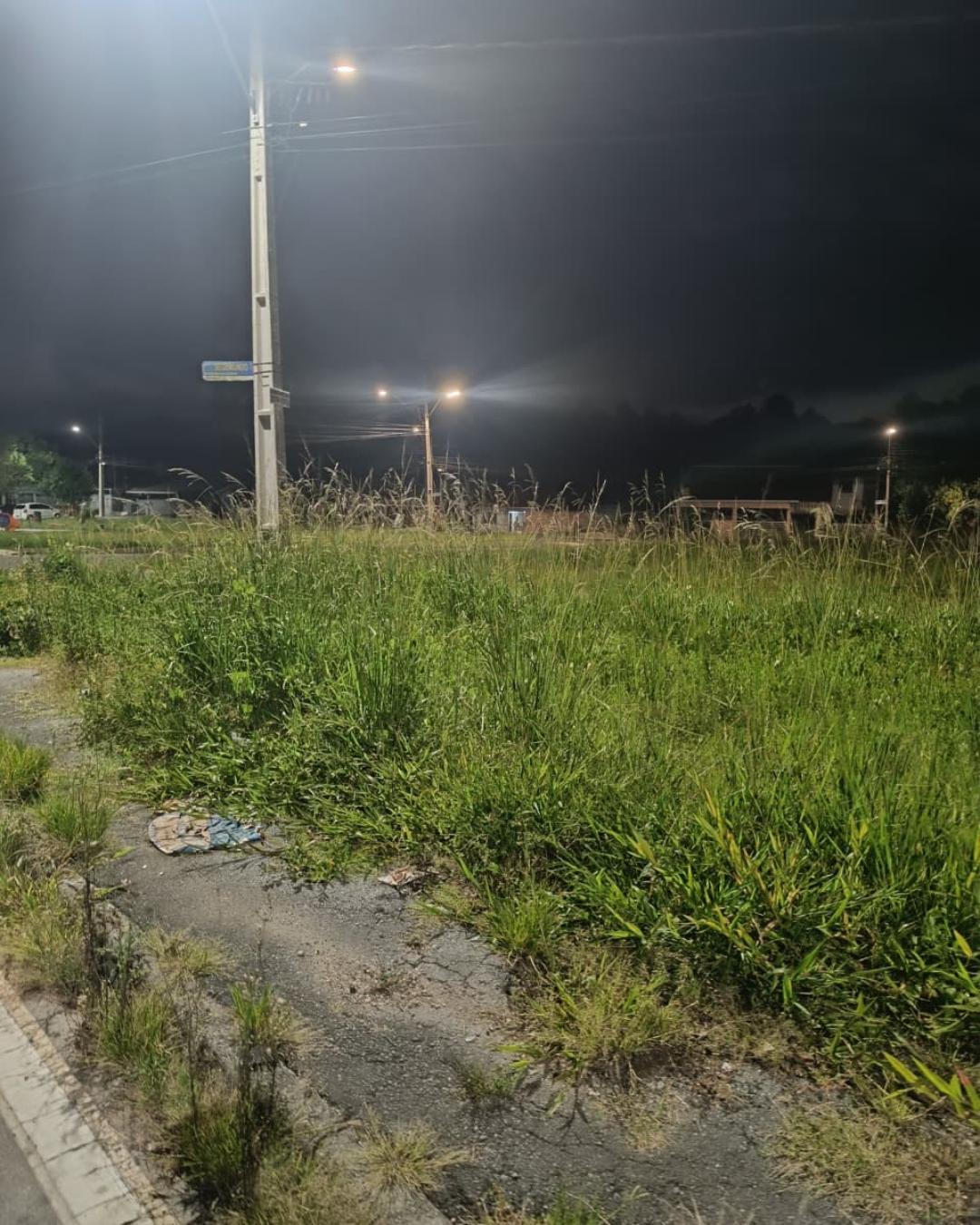 Prefeitura diz não ser preciso identificar dono do terreno para denunciar mato em calçadas