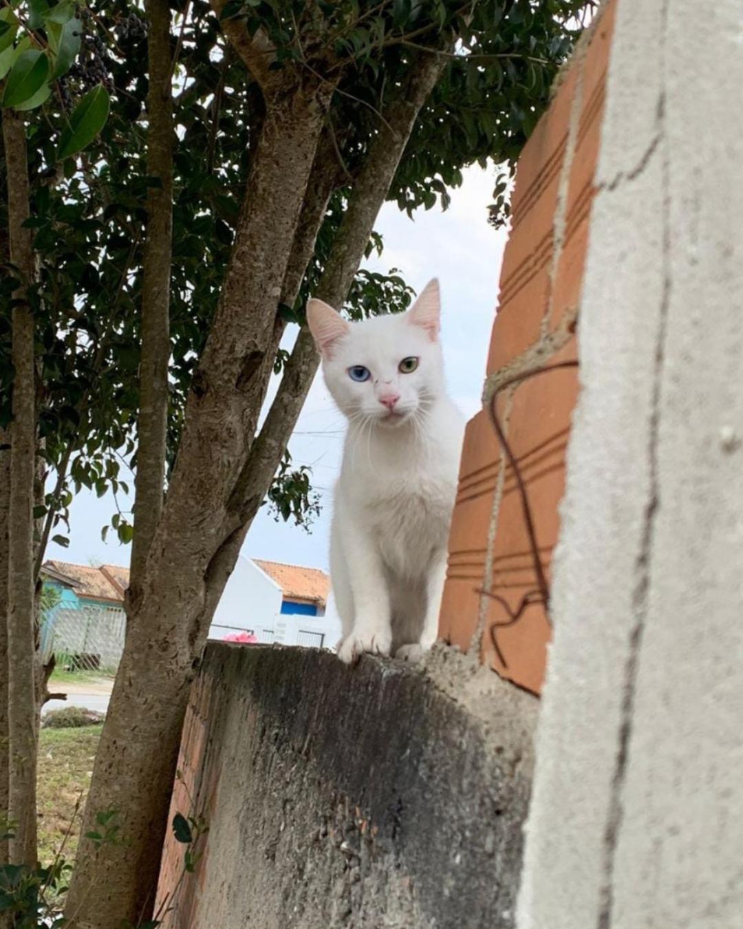 Tutora pede ajuda para encontrar gatinho desaparecido no Capela Velha