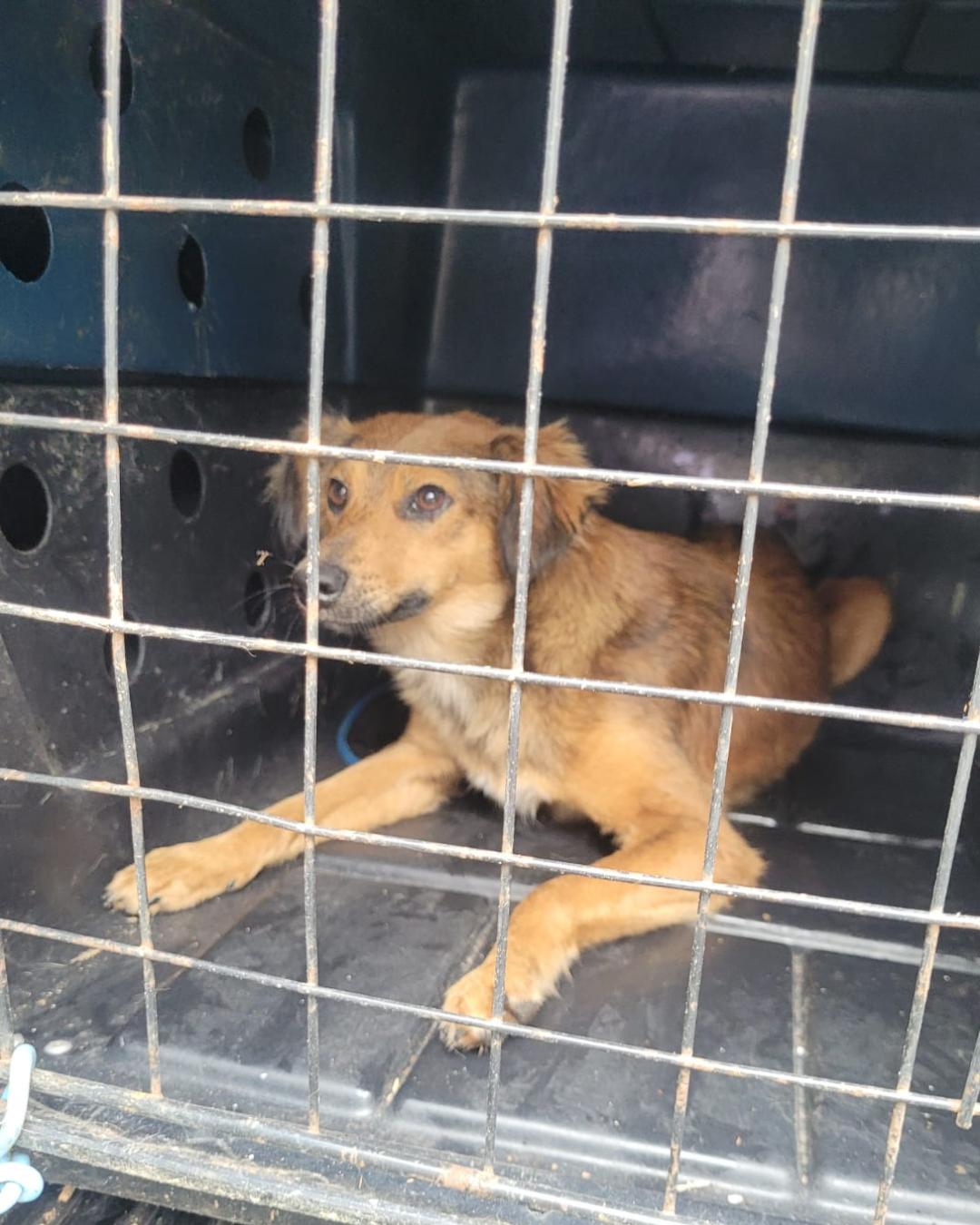 Ajude a procurar cachorrinha que sumiu próximo da Praça da Matriz
