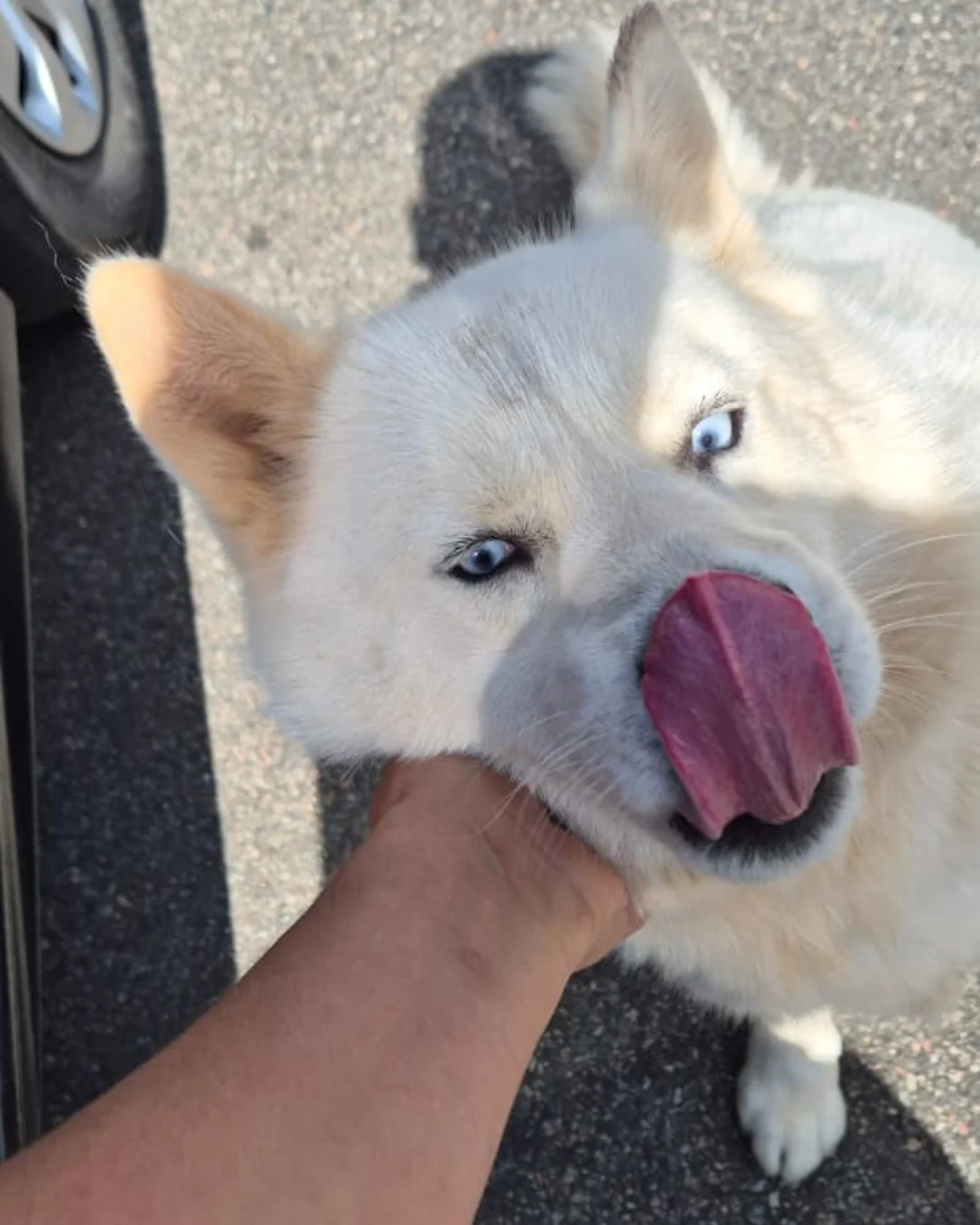 Moradora está a procura de tutores de Husky encontrada próximo ao Cemitério Independência