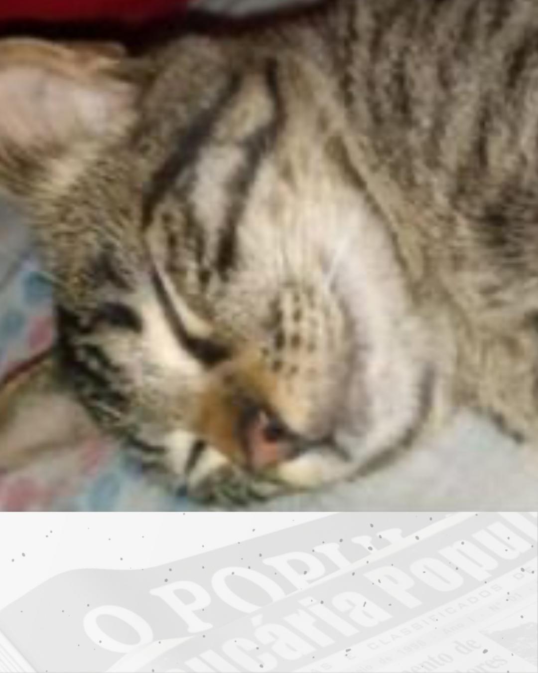 Ajude a encontrar a gatinha Pandora