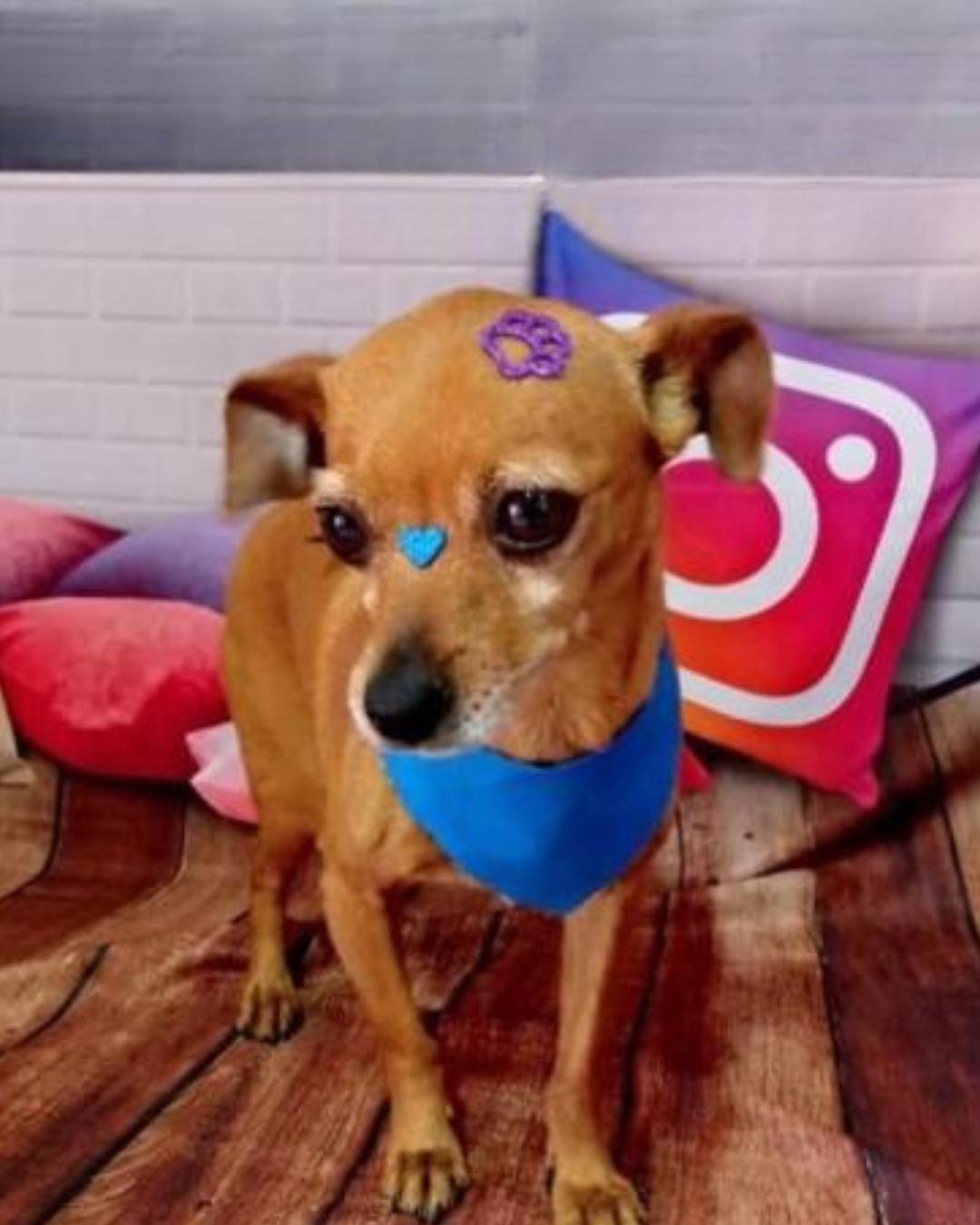 Ajude a encontrar a Meg! Família pede ajuda para localizar cachorrinha e oferece recompensa