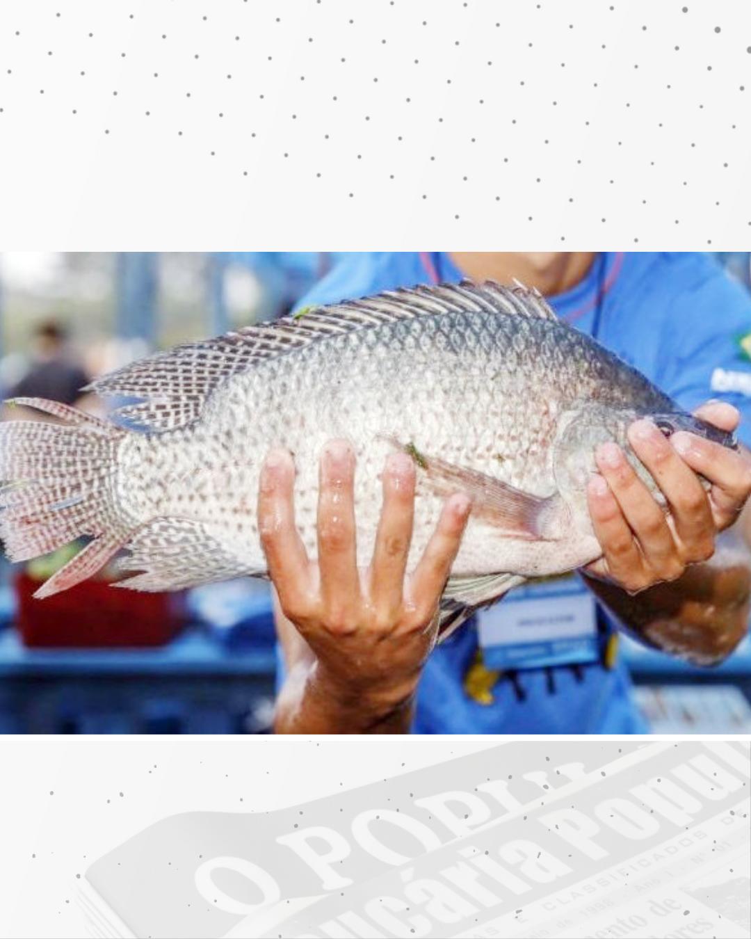 Araucária está atenta às discussões sobre possível controle no cultivo da tilápia