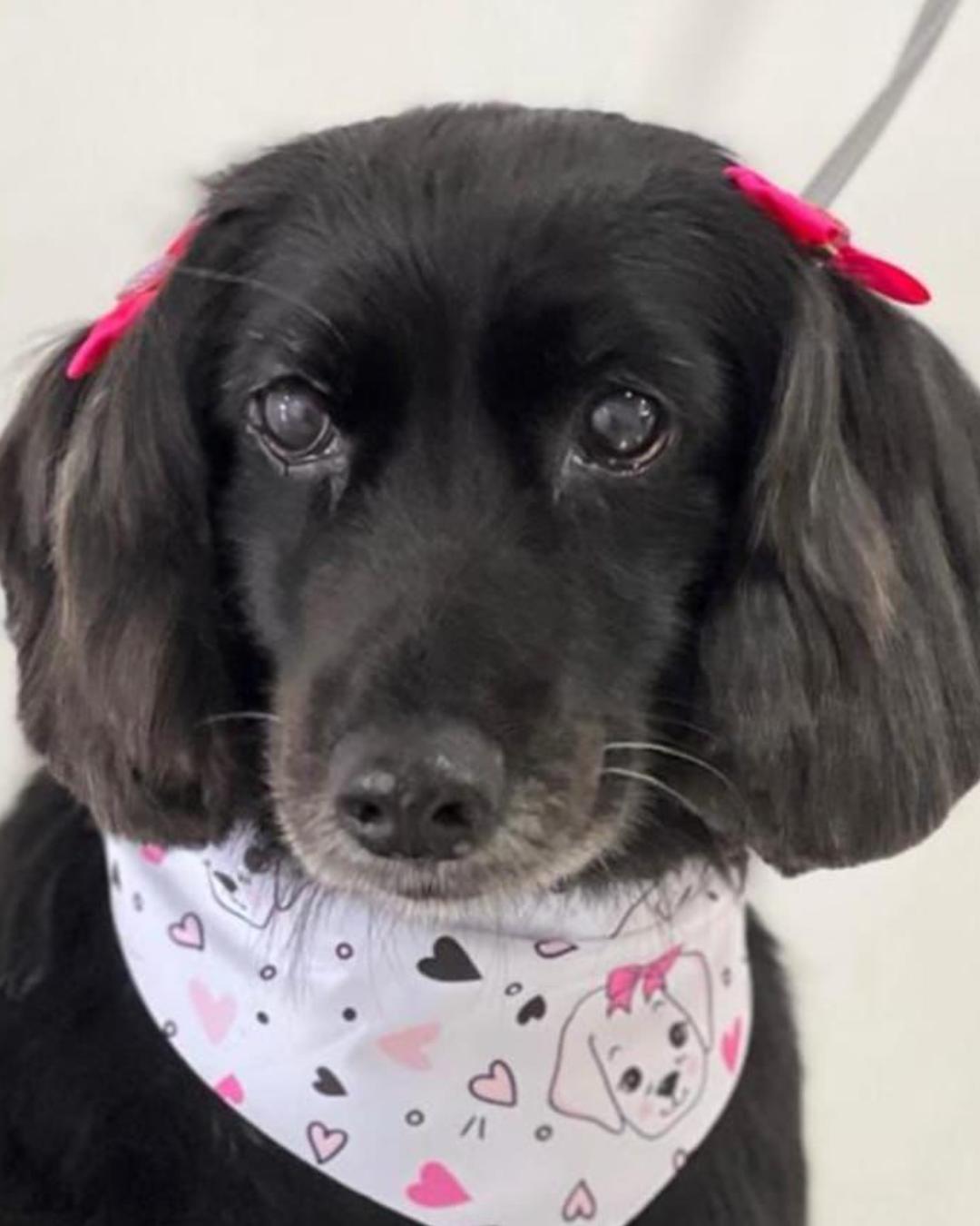 Cachorrinha é encontrada no Capela Velha e moradores da região pedem ajuda para encontrar os donos