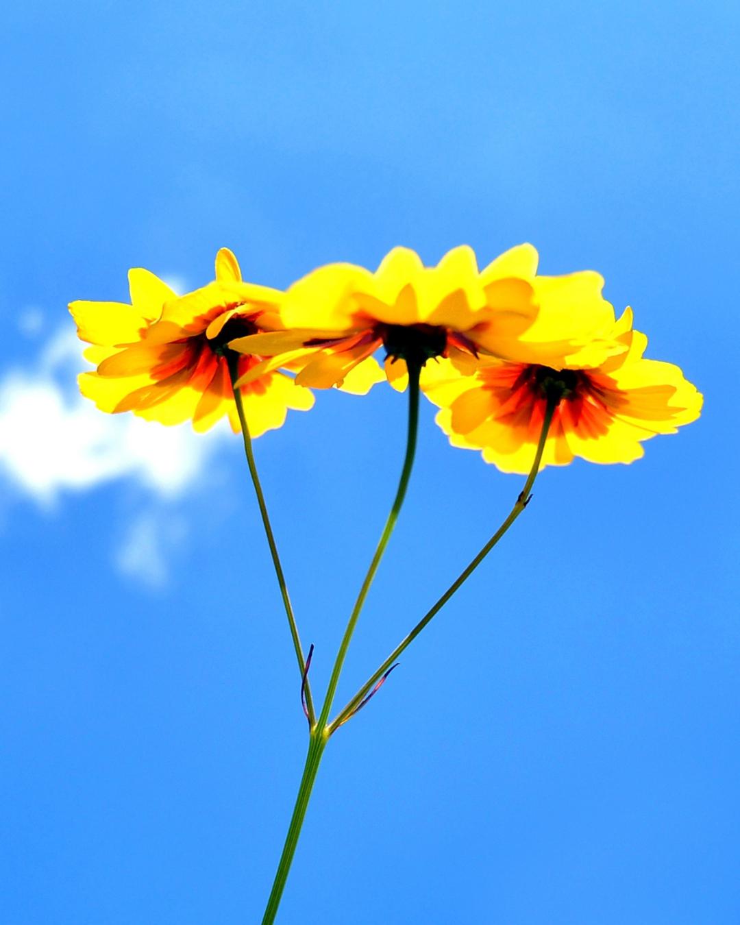 Dia da Consciência Negra será marcado com céu claro e temperatura máxima de 24°C