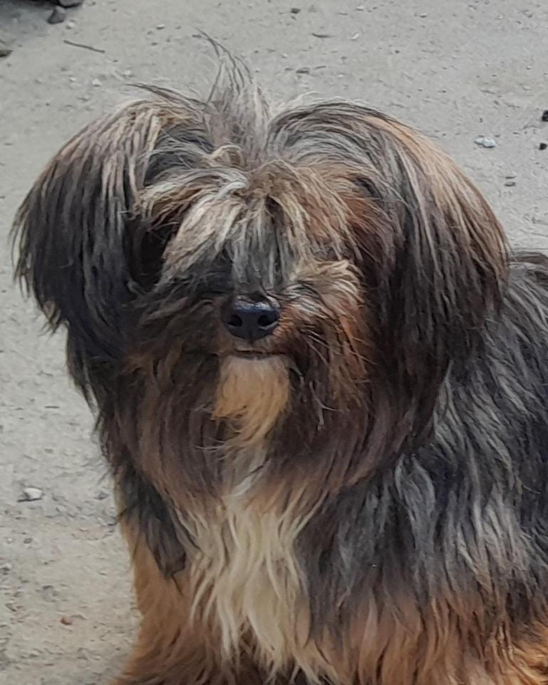 Família pede ajuda para encontrar cachorrinho que fugiu no Iguaçu