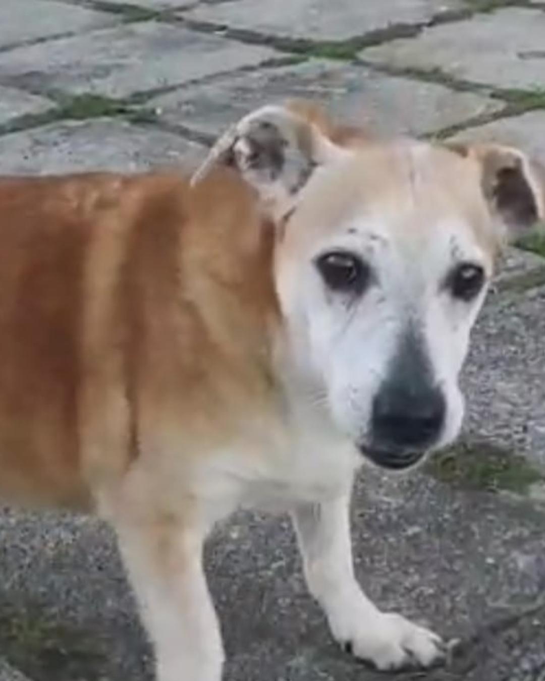 Família pede ajuda para encontrar cachorro idoso que fugiu no jardim Santa Regina