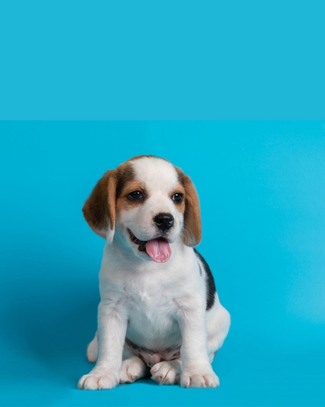 Feira de Adoção de Animais estará no Parque Cachoeira até o dia 30