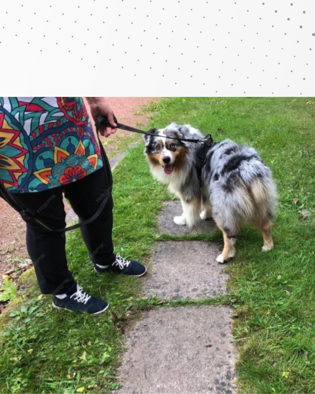 Lei obriga que tutores de pets recolham os dejetos dos animais quando forem passear