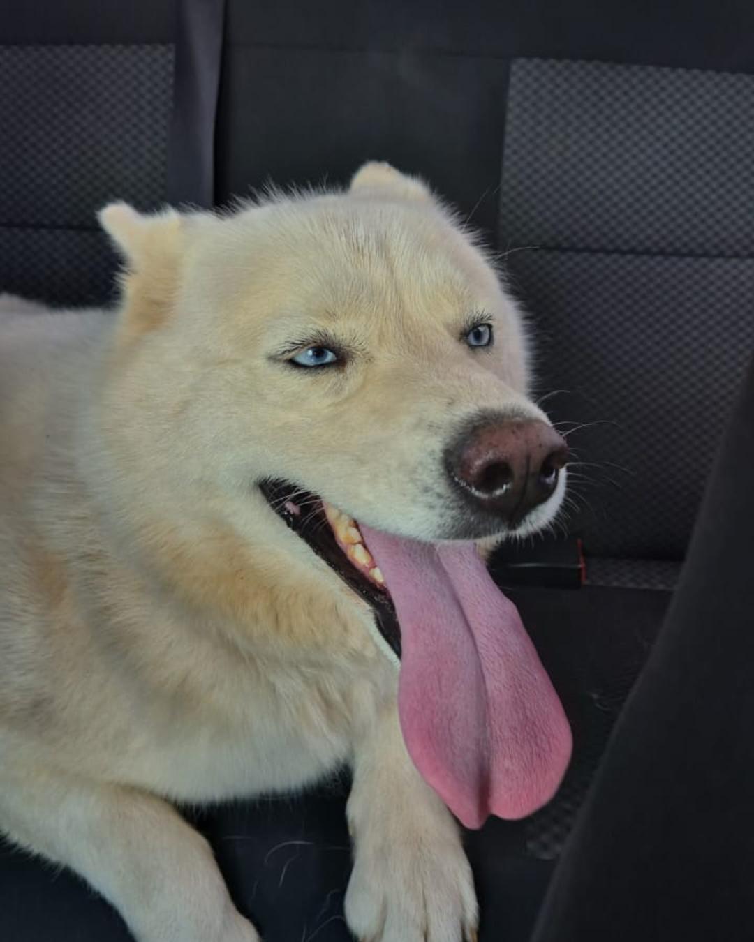 Moradora está a procura de tutores de Husky encontrada próximo ao Cemitério Independência