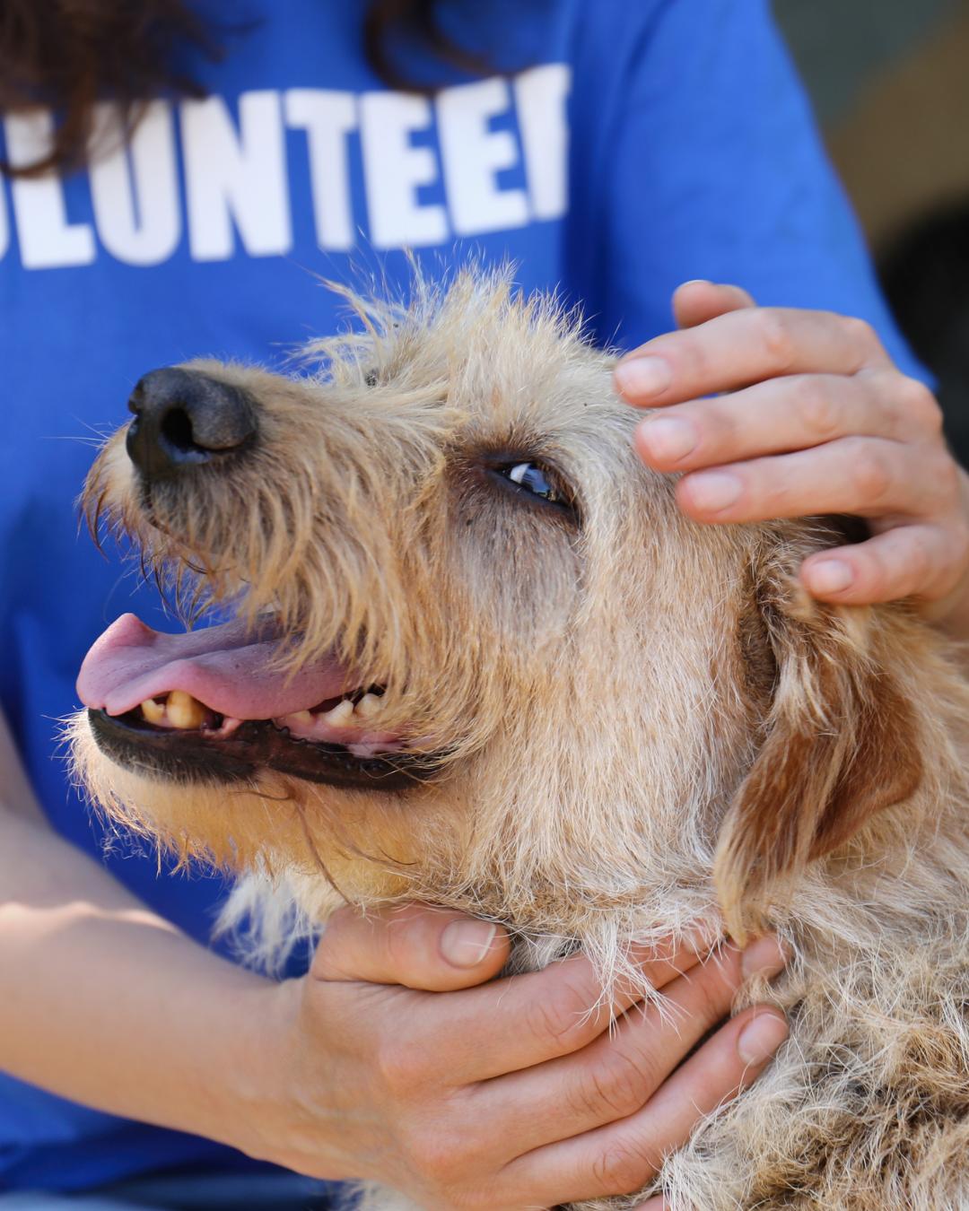 Protetor Zezinho ZPA realizará 19ª Feira de Adoção de animais neste sábado (22)