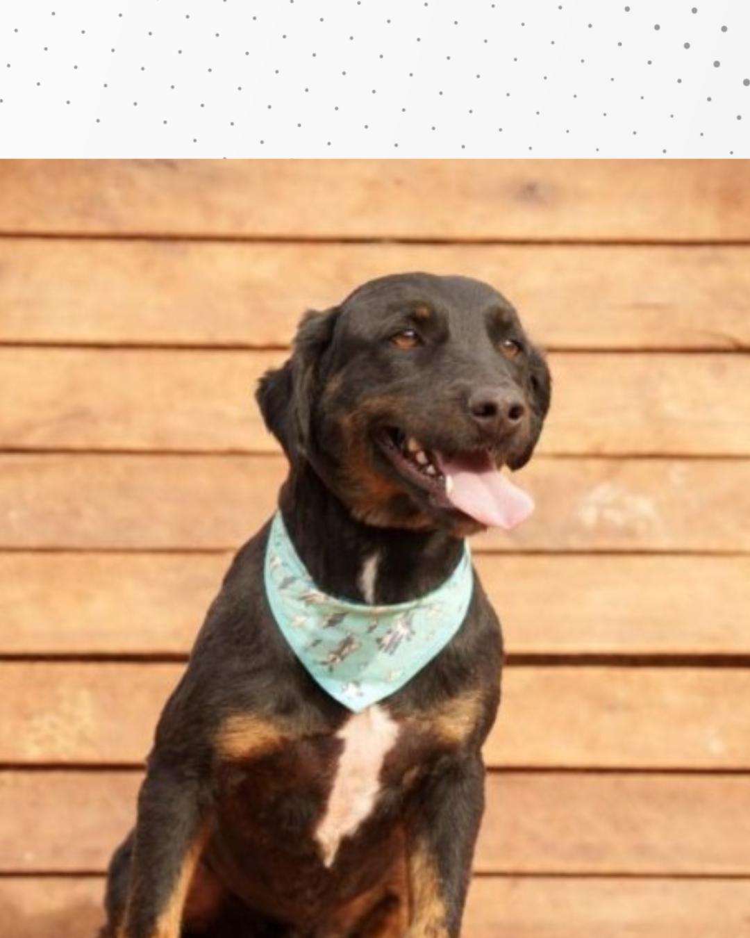 Protetora de animais Ana Corssini pede ajuda para encontrar nova casa urgentemente