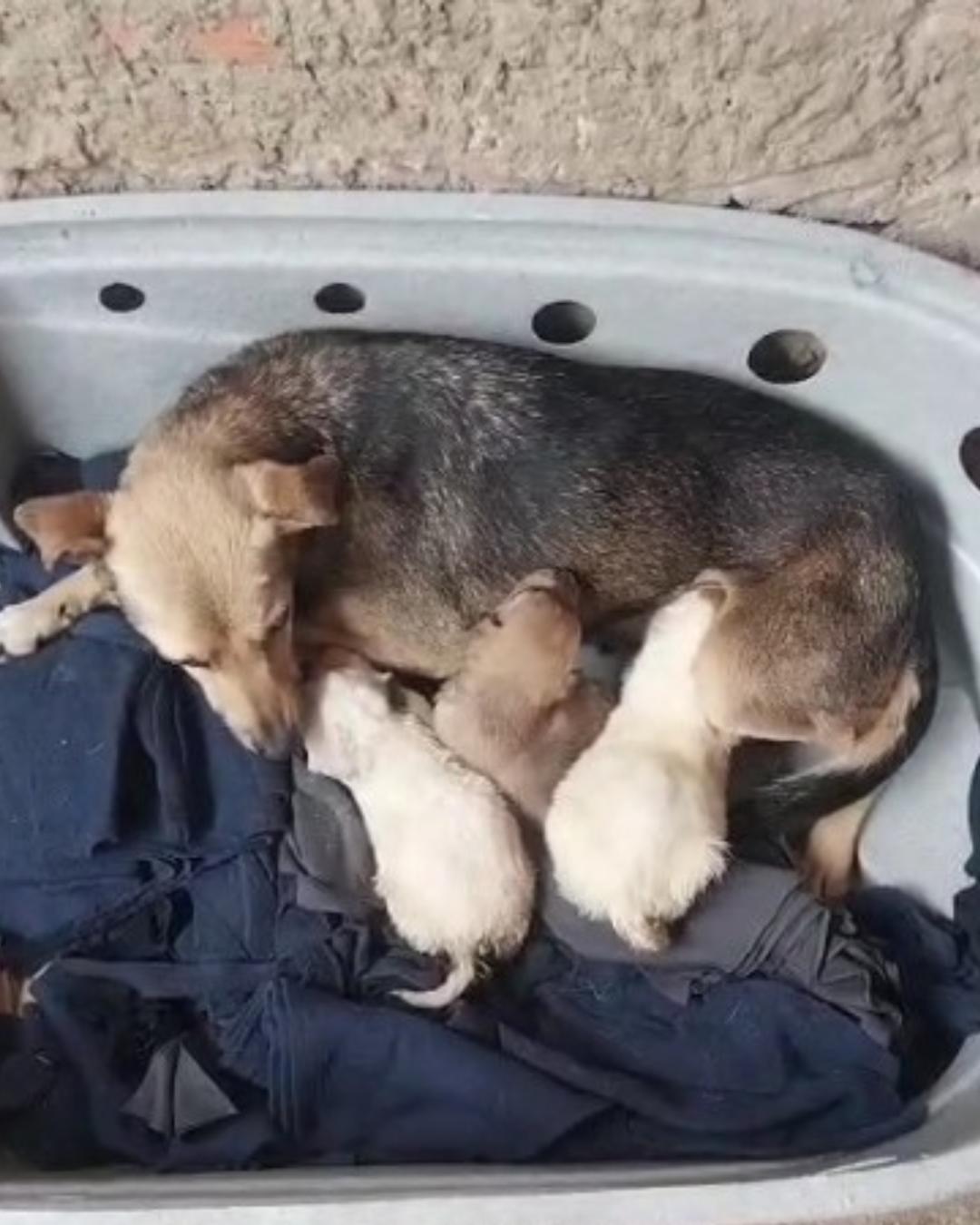 Protetora independente pede ajuda da população com doações para seus animais resgatados