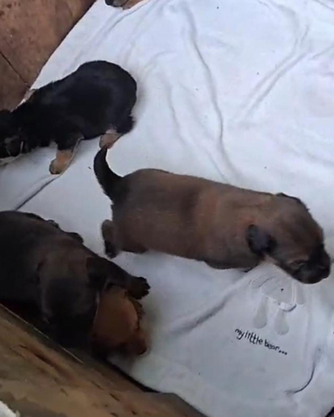 Protetoras do Salvando Dogs pedem ajuda com doações após resgate de filhotinhos