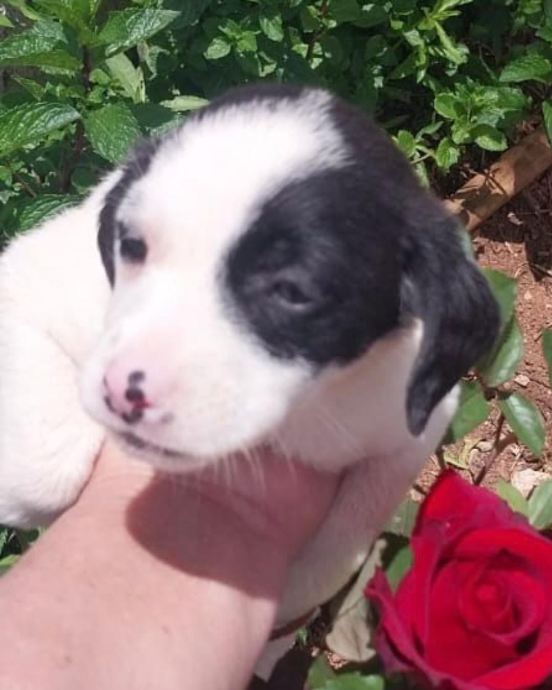 Feira de Adoção de Animais acontecerá neste sábado (08) no Super Massa da Archelau