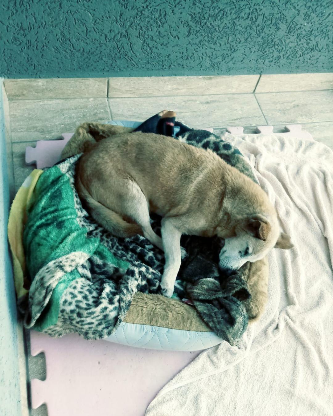 Rascunho automático