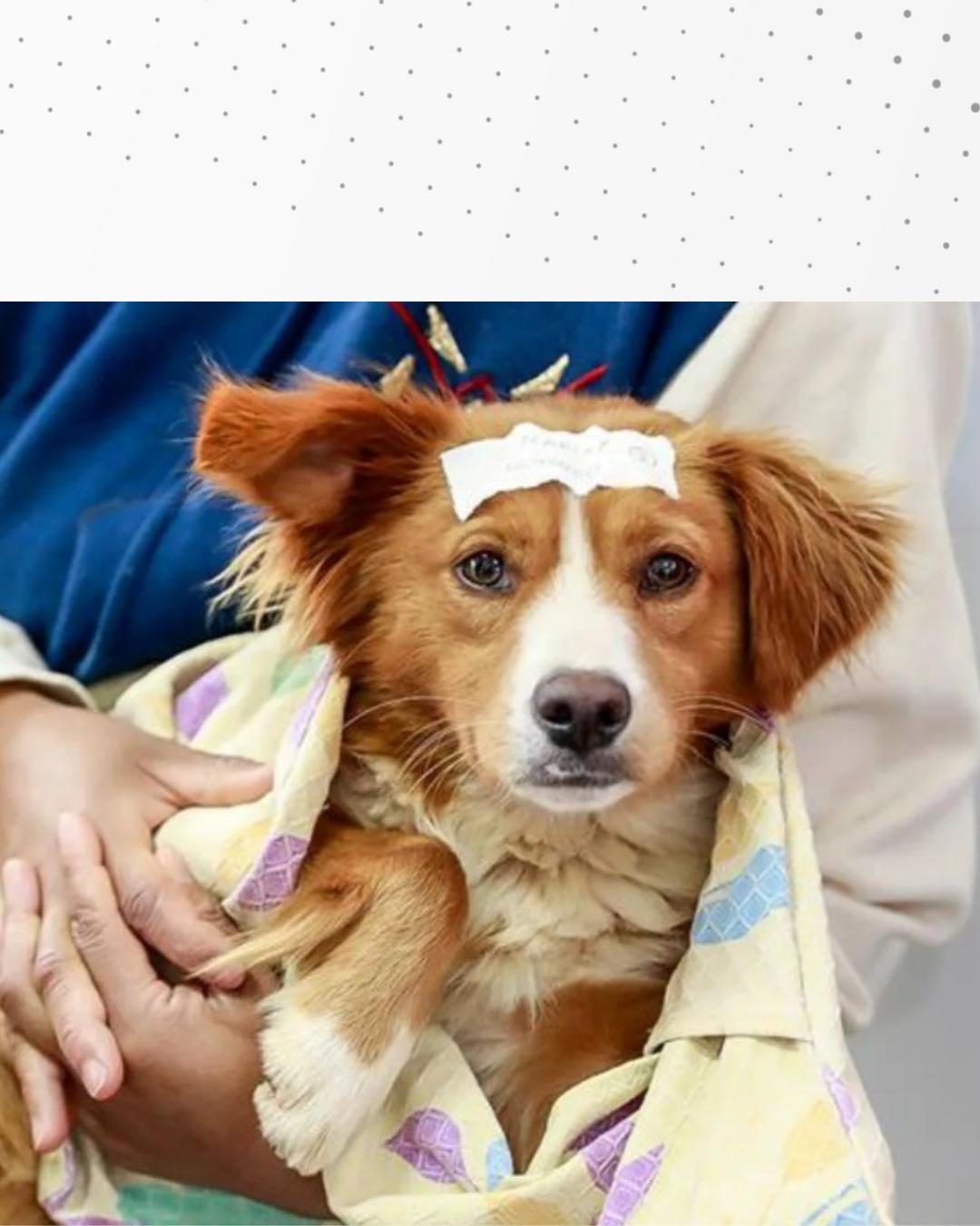 1.500 cães e gatos serão castrados em mutirão promovido pela Prefeitura agora em dezembro