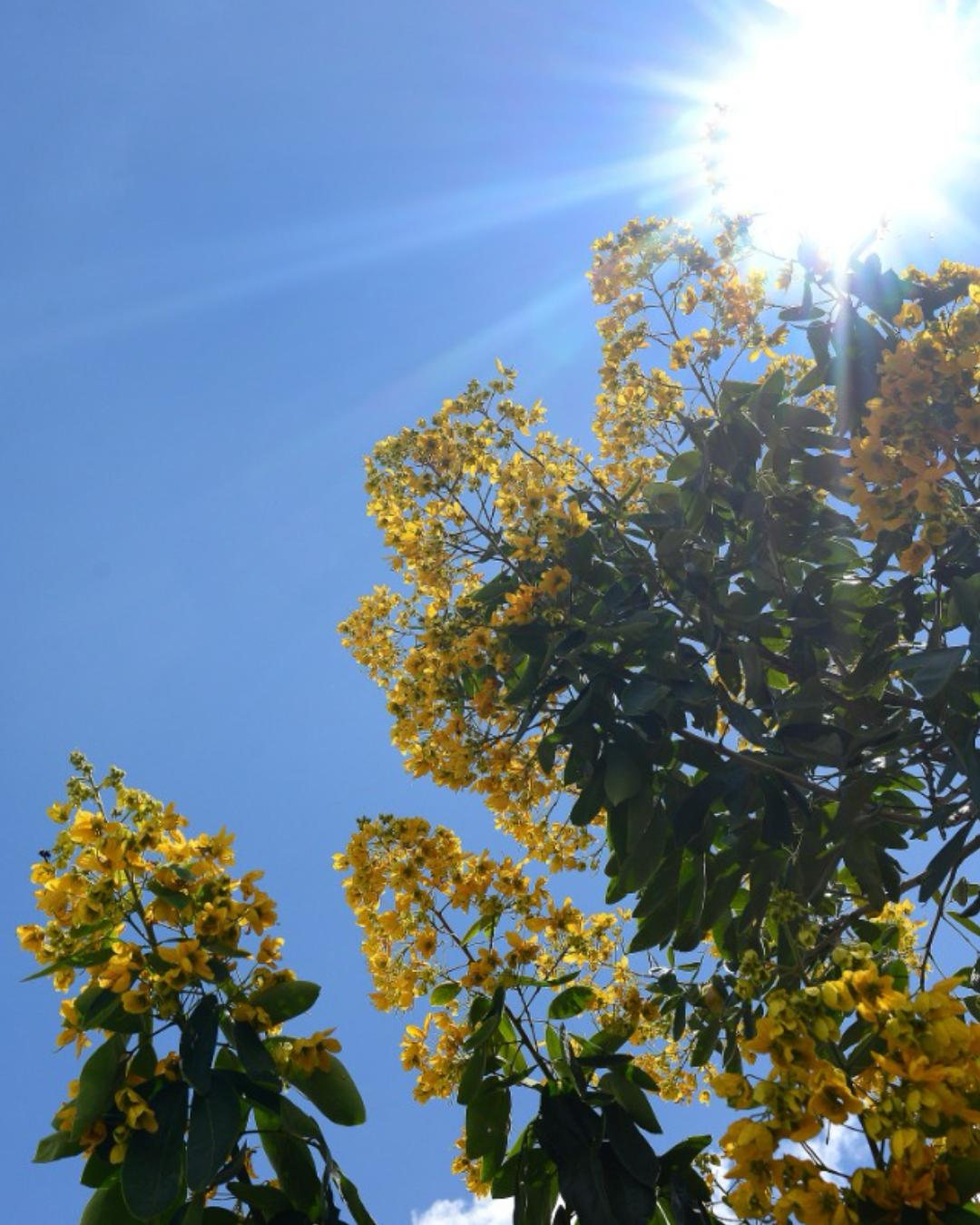 Simepar prevê tempo chuvoso na segunda e terça, com céu aberto a partir de quarta (26)