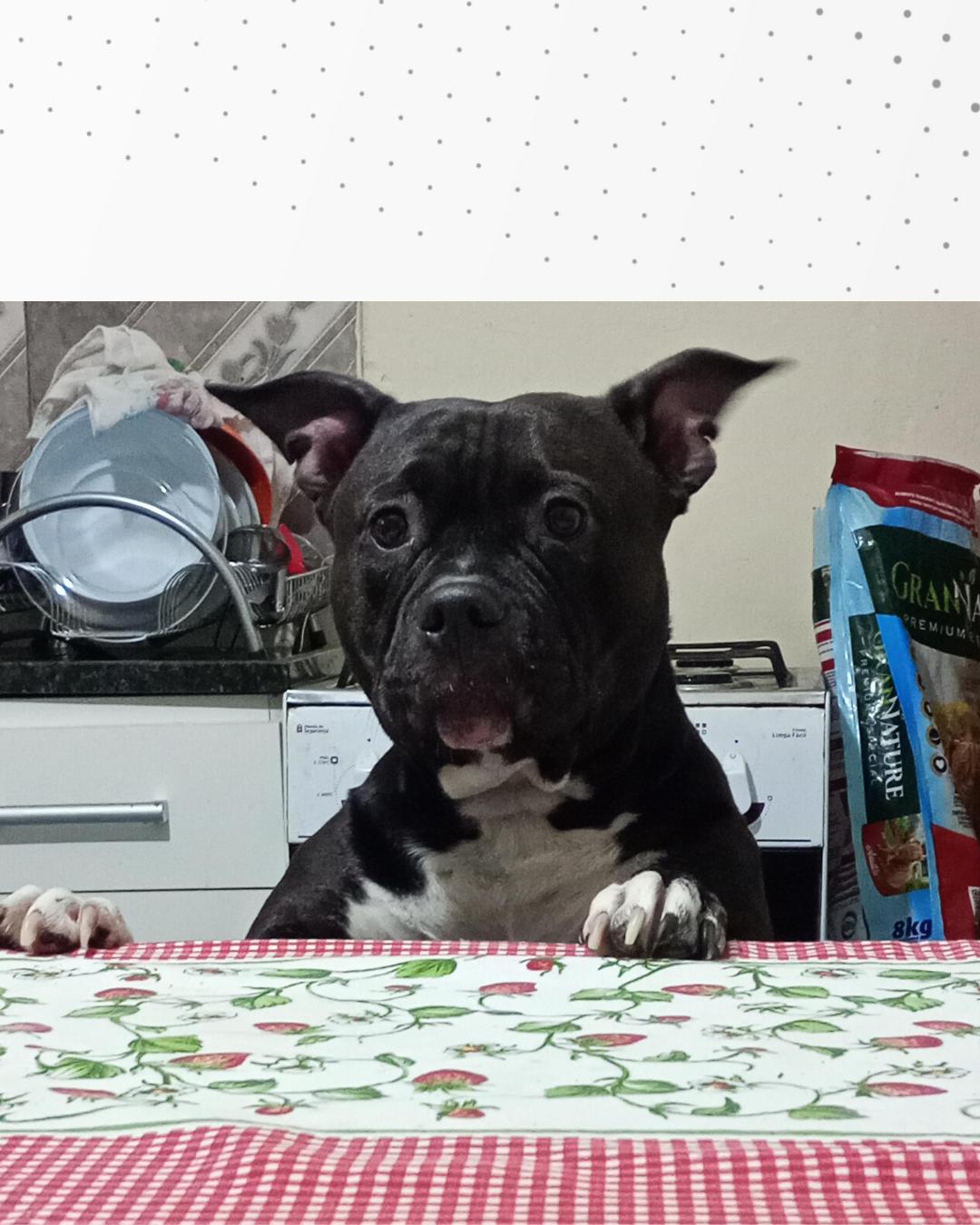 Tutora pede ajuda para encontrar cachorrinha que sumiu no Campina da Barra