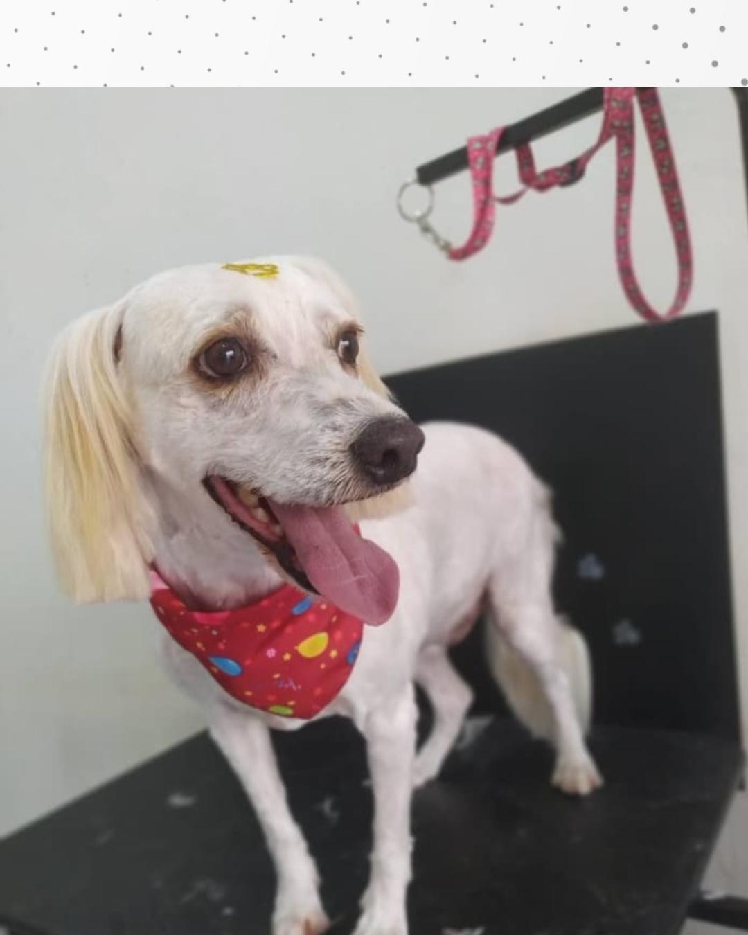 Tutora pede ajuda para encontrar cachorrinho Hamisses que sumiu no Costeira