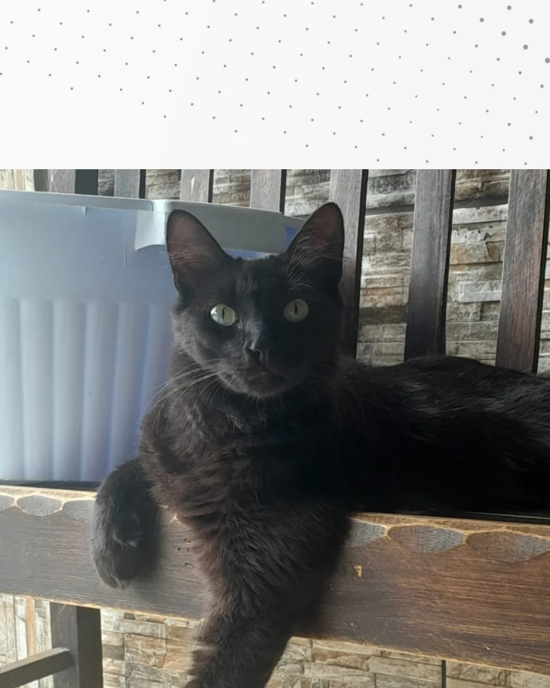 Ajude a encontrar o gatinho Manjiu que desapareceu no Natal