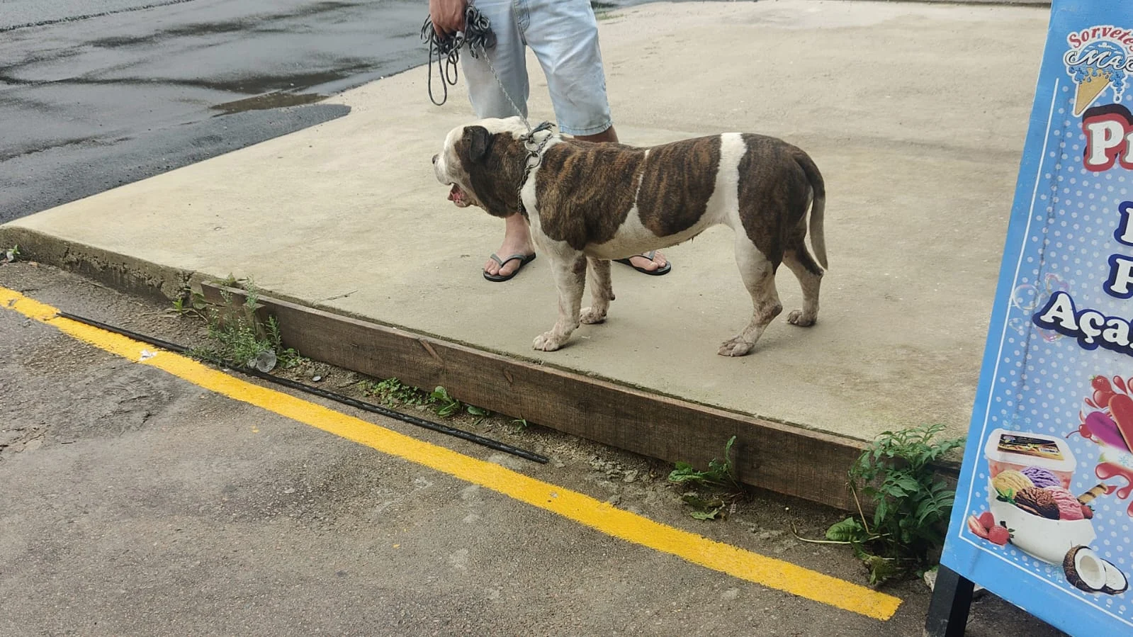 Moradores encontram pitbull perdido e procuram tutores