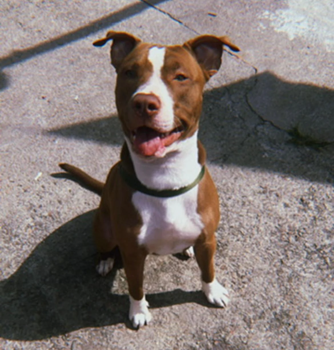 Ajude a encontrar Aslam! Tutores oferecem recompensa para quem encontrar o animal