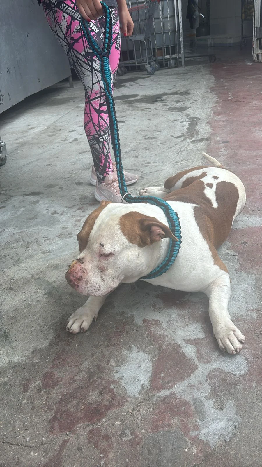 PitBull perdido procura tutores no Costeira