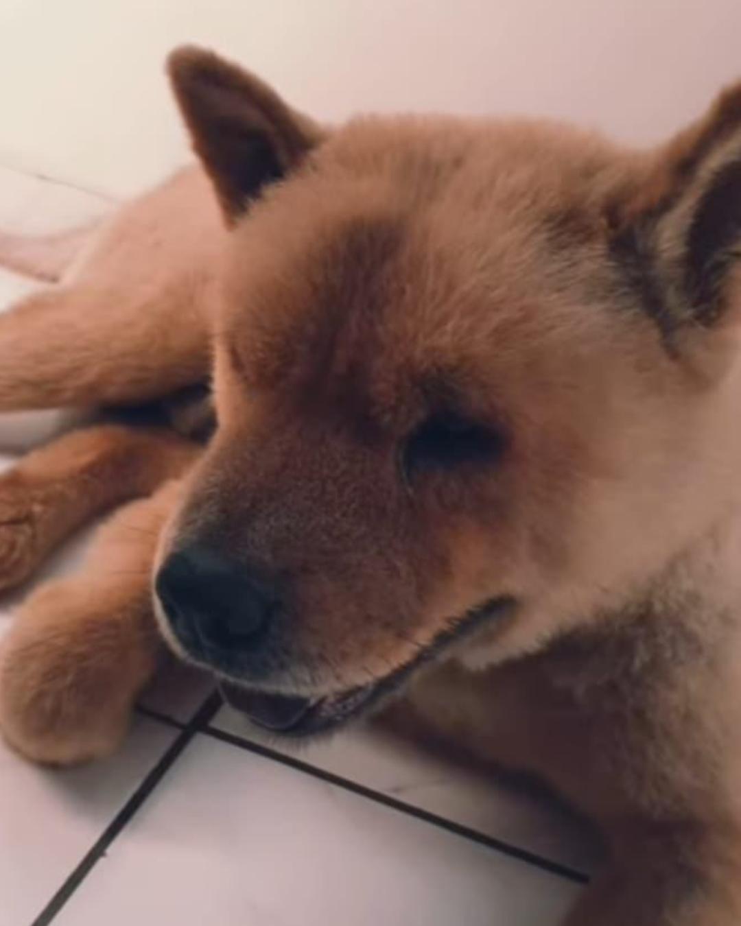 Ajude a encontrar Lion! Chow chow desaparece na região do Cachoeira