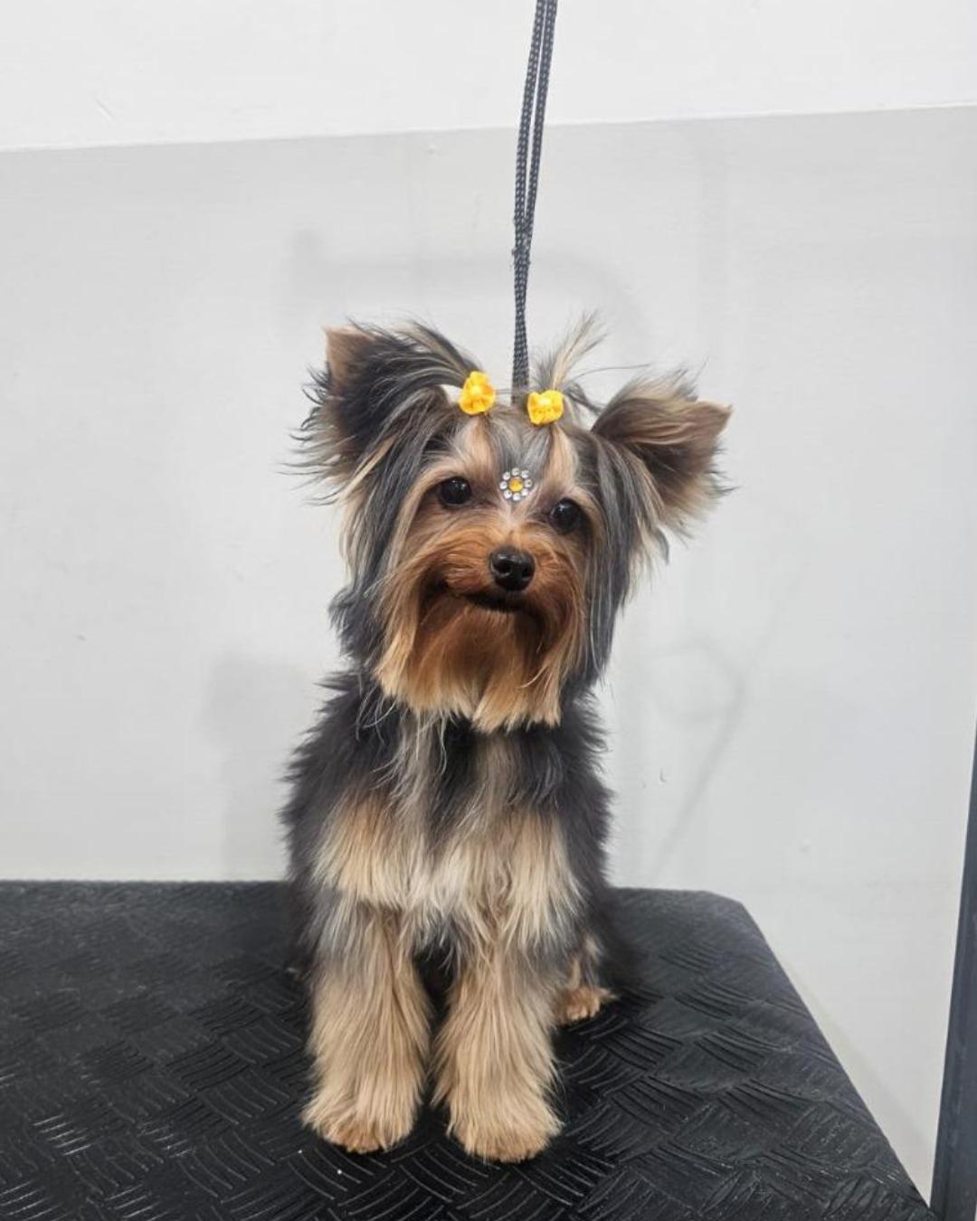 Ajude a encontrar Marie. Yorkshire desapareceu em Campina das Pedras