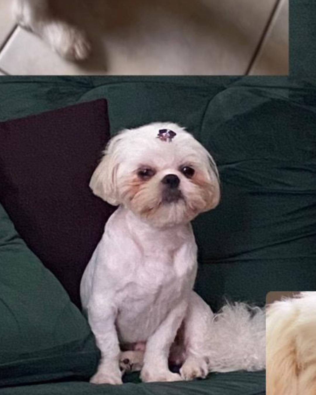 Ajude a encontrar o cachorrinho Luluka que fugiu no Fazenda Velha