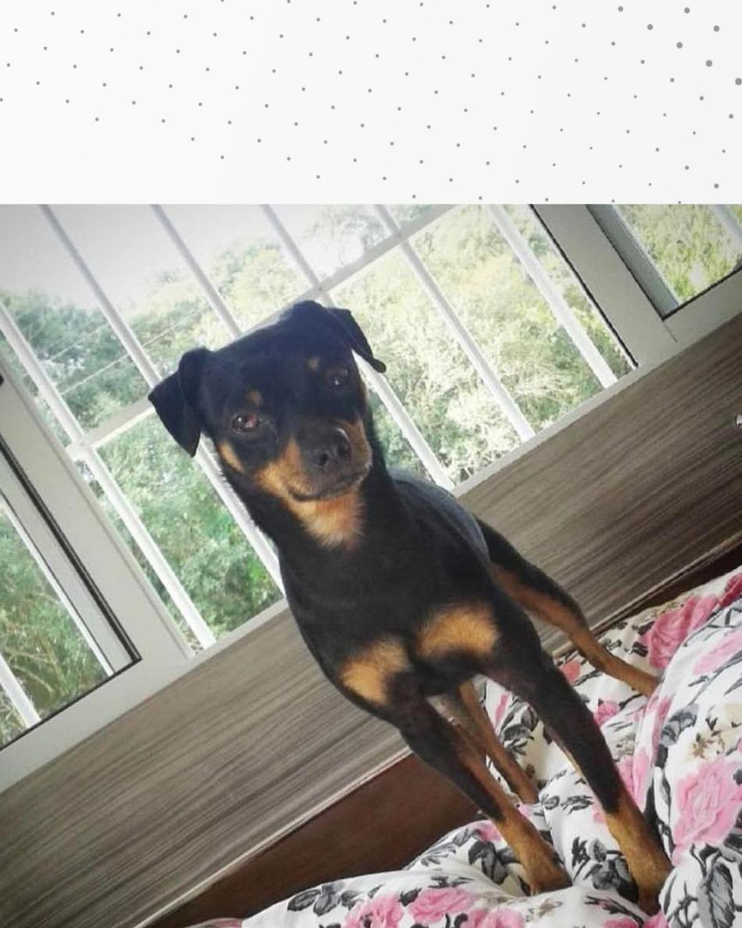 Cachorro desaparece no Tindiquera e familia pede ajuda para encontrá-lo